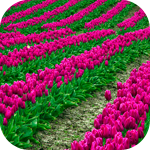 Цветы Поле тюльпанов, посаженных прекрасными полосами аватар