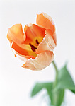 Цветы Тюльпан оранжевый аватар