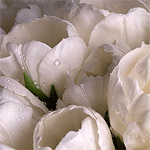 Цветы Белые цветы первоцветы аватар