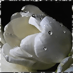 Цветы Тюльпан в каплях аватар