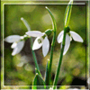Цветы Белые цветы - подснежники. Весна аватар