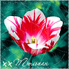 Цветы Тюльпан столь прекрасной окраски аватар