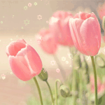 Цветы Нежные розовые тюльпаны аватар