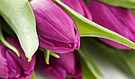 Цветы Тюльпаны для Шуры аватар