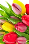 Цветы Нежные тюльпаны в каплях воды аватар
