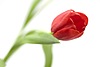 Цветы Тюльпан аватар