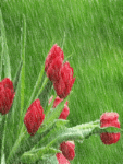 Тюльпаны под дождем