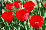 Цветы Тюльпаны для Галины аватар
