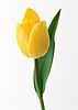 Цветы Красивый желтый тюльпан с зелеными листьями аватар