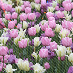 Цветы Поле разноцветных тюльпанов аватар