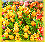 Цветы Тюльпаны. Огромный букет желтых цветов аватар