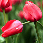 Цветы Тюльпанчики аватар