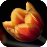 Цветы Нежный тюльпан на темном фоне аватар