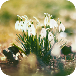 Цветы Весенние белые подснежники аватар