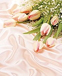 Цветы Тюльпаны для Марии аватар