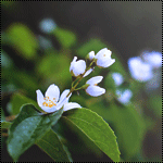 Цветы Маленькие белые цветы аватар