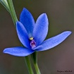 Цветы Синий подснежник на стебле аватар