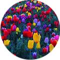Цветы Разноцветные ттюльпаны аватар
