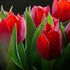 Цветы Темно-красные тюльпаны с зелеными листьями на черном фоне аватар