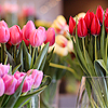Цветы Розовые и красные тюльпаны аватар