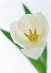 Цветы Тюльпан белый аватар