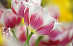 Цветы Тюльпаны для Танечки аватар
