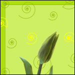 Цветы Распускающийся тюльпан (с рождением!) аватар