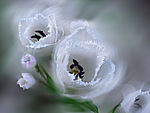 Цветы Тюльпаны для Виктории аватар