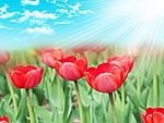Цветы Тюльпаны для Ольги аватар