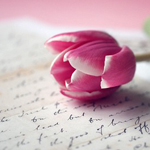 Цветы Розовый тюльпан на фоне исписанного листка аватар
