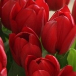 Цветы Красные тюльпаны. Вид сверху аватар