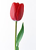 Цветы Красный тюльпан свеж и прекрасен аватар