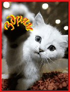 Приветствия Здрям от белого котенка аватар