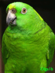 Птицы Зелёный попугай аватар