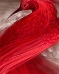 Птицы Красная птица с длинным клювом аватар