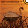 Птицы Белый лебедь на закате аватар