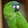 Птицы Зелёный попугайчик аватар