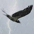 Птицы Ворона летит по грозовому небу аватар