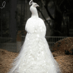 Птицы Белый павлин с опущенным хвостом аватар