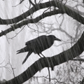 Птицы Ворон под дождём аватар