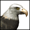 Птицы Гордая птица-орёл аватар