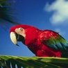 Птицы Красный попугай аватар