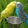 Птицы Влюбленные попугайчики аватар