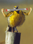 Птицы Зарядка с тренажером сильной птицы аватар