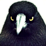 Птицы Ворона пристально смотрит аватар