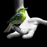 Птицы Зеленая колибри аватар