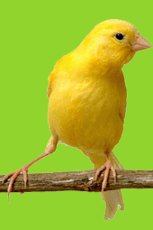 Птицы Канарейка желтая аватар