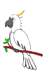 Птицы Белый попугай аватар