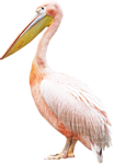 Птицы Пеликан аватар