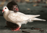 Птицы Мартышка гладит белого голубя аватар